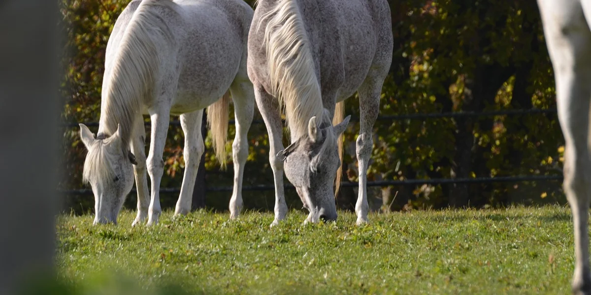De paarden van Paardenwijs samen in de wei
